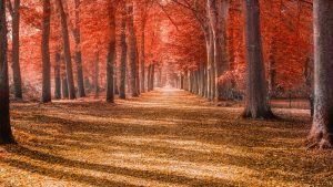 Autumn Wallpapers